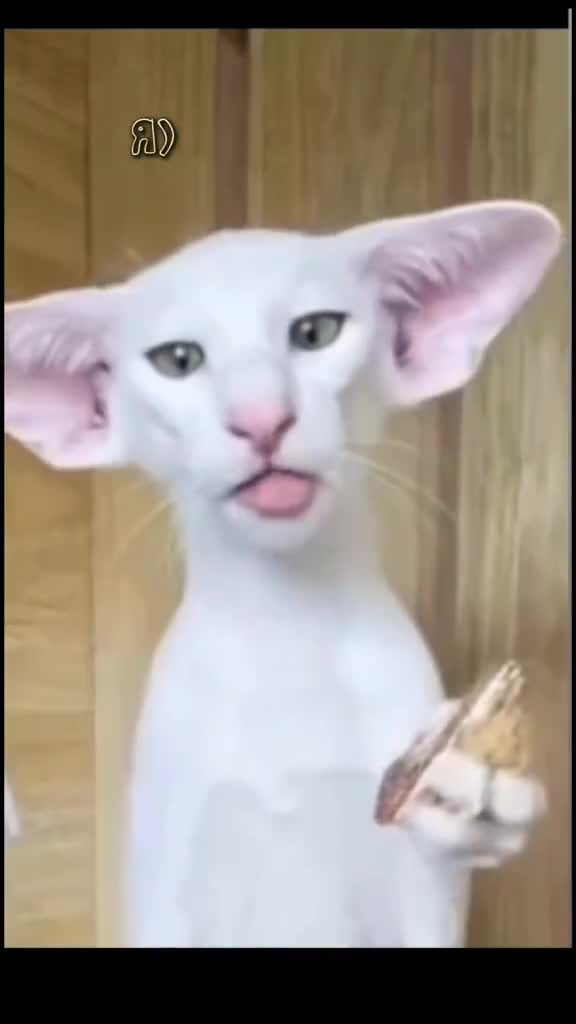 @👑ОЛЕНЬК@👑