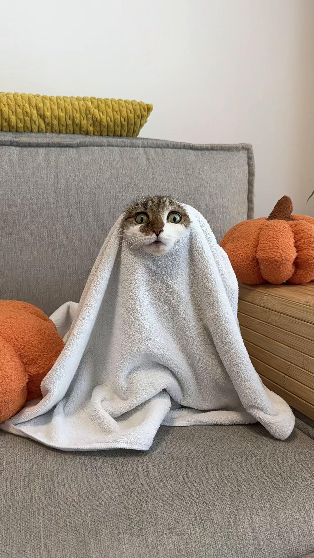 @Suki Purrs