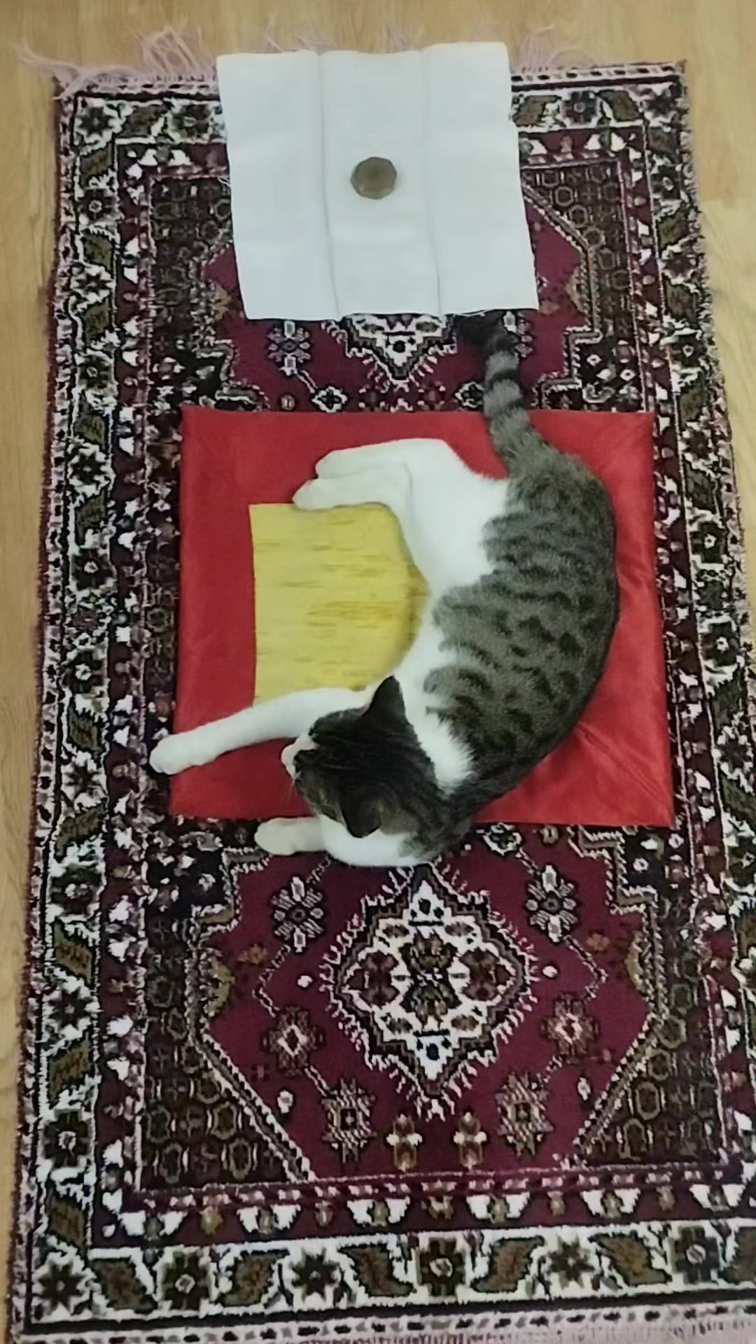 @🐾