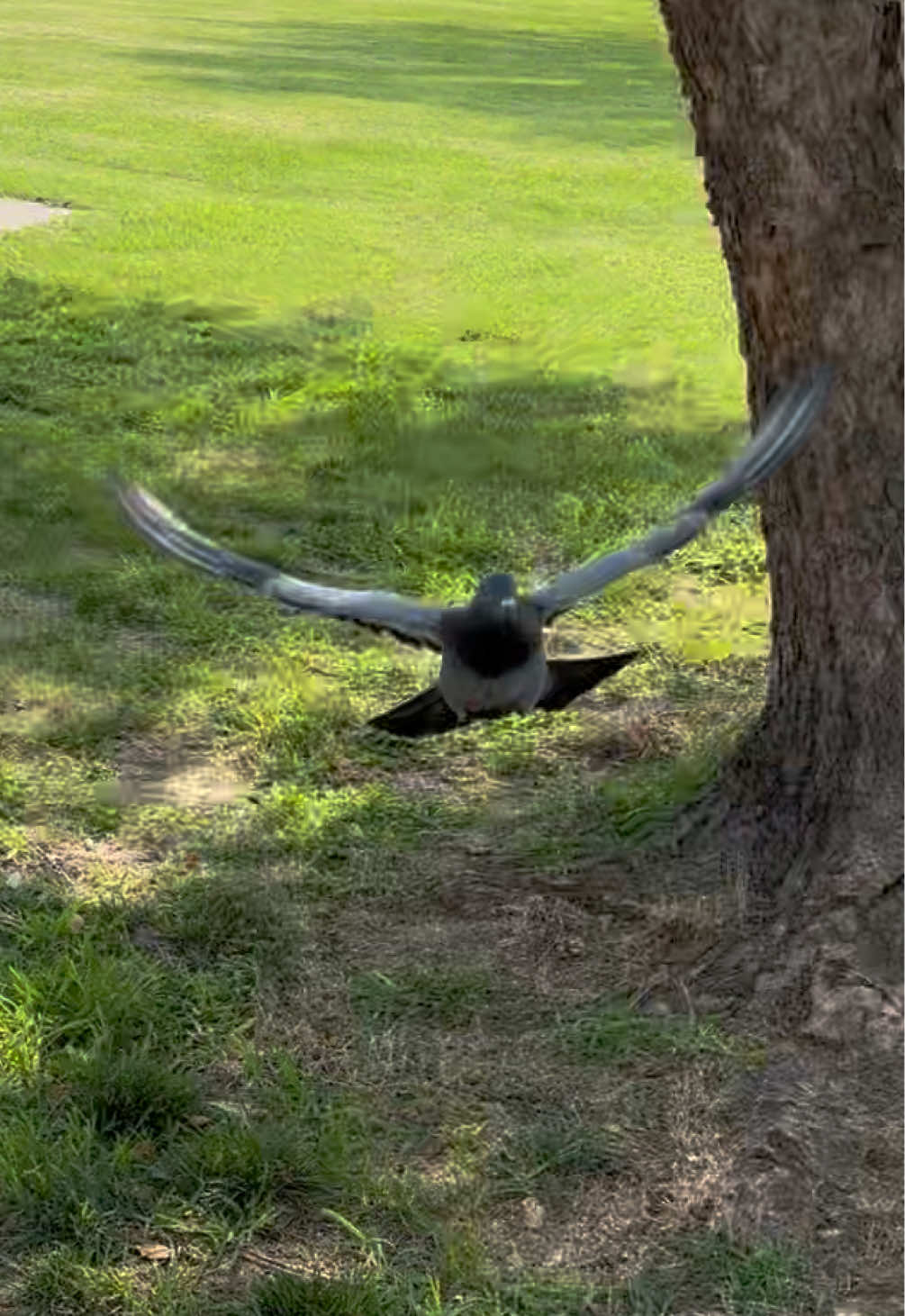 @Beebee The Pigeon