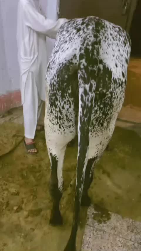 @Aayan Khan