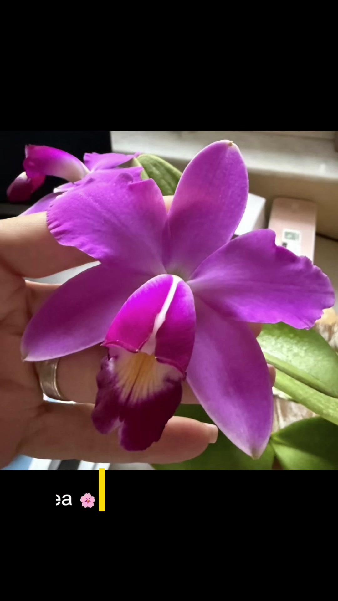 @Orchidique