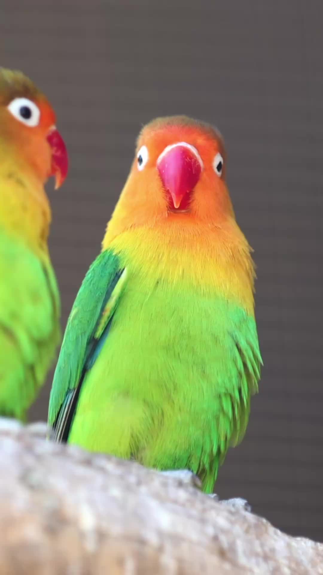 @Learn Parrots
