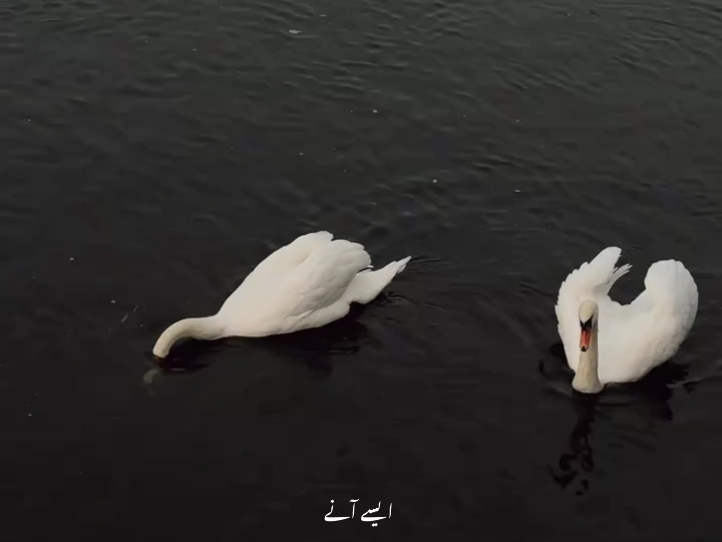 @ʟᴏꜰɪ ᴅʀᴇᴀᴍꜱ