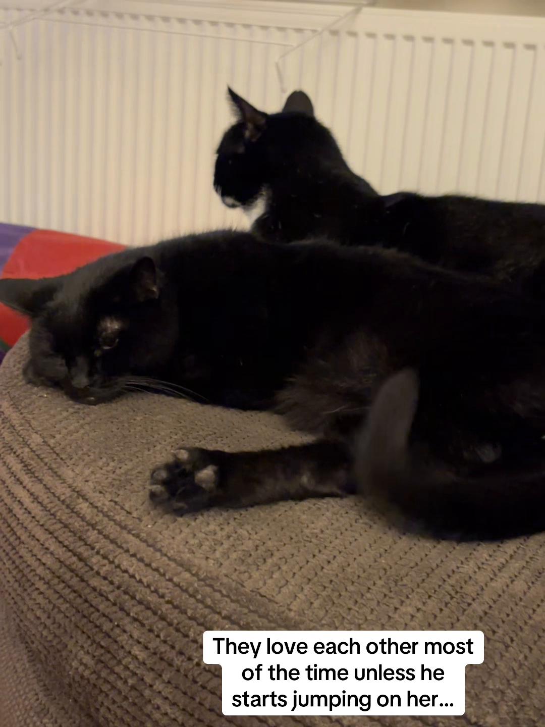 @Em feat. Mister & Mimi (cats)