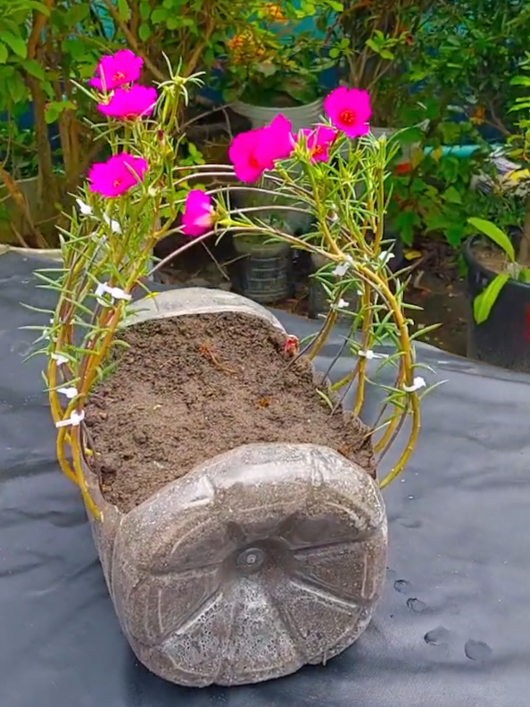 @PlantsLife