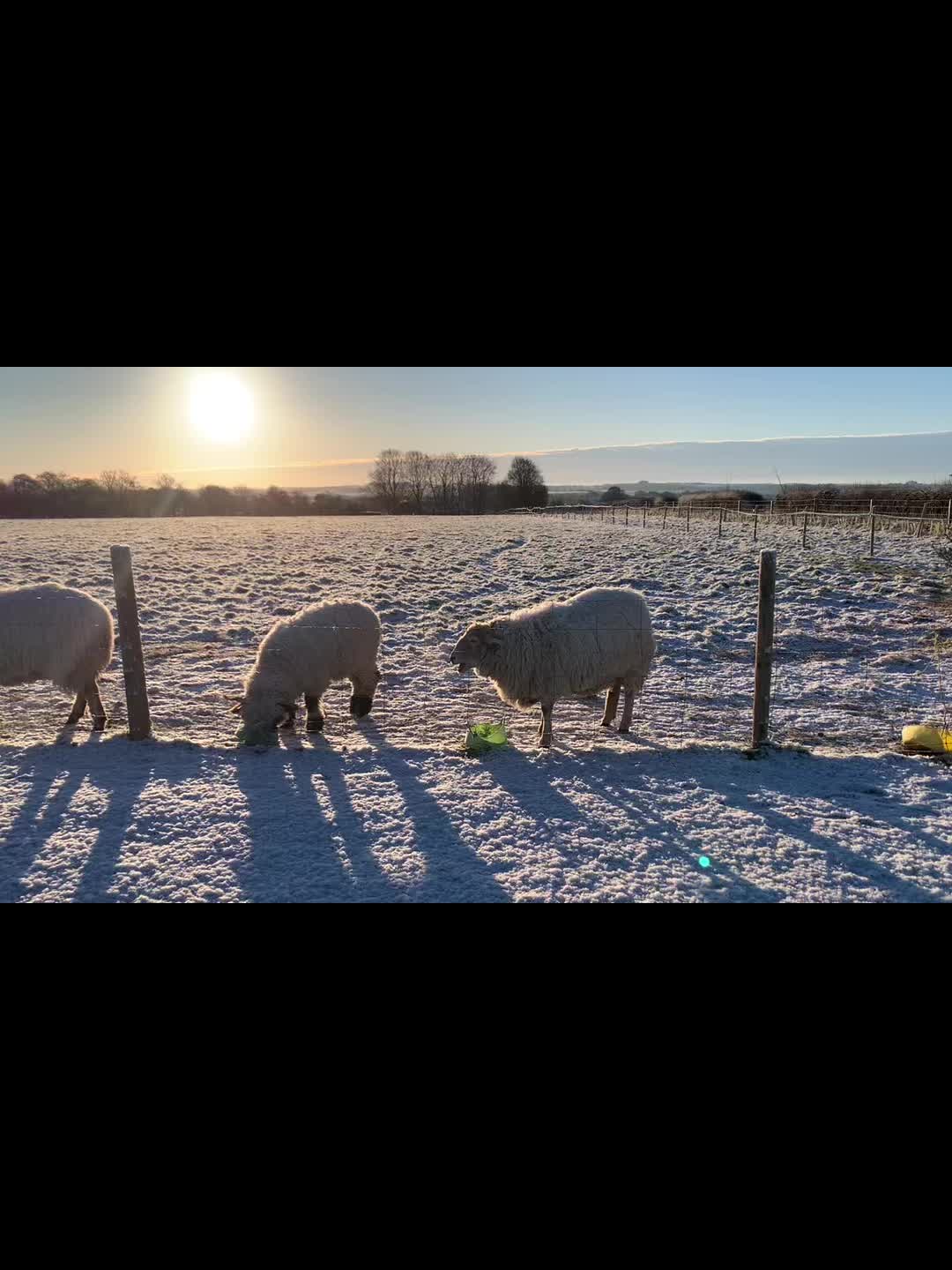 @Walnut Tree Farm