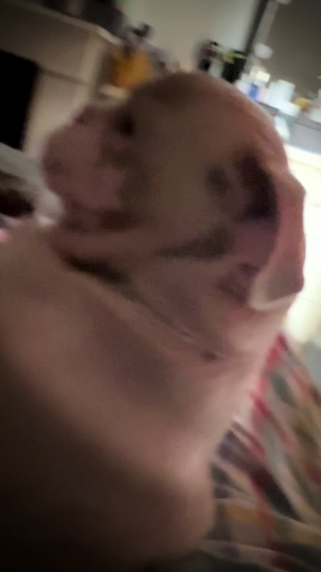 @pinkpugrufus
