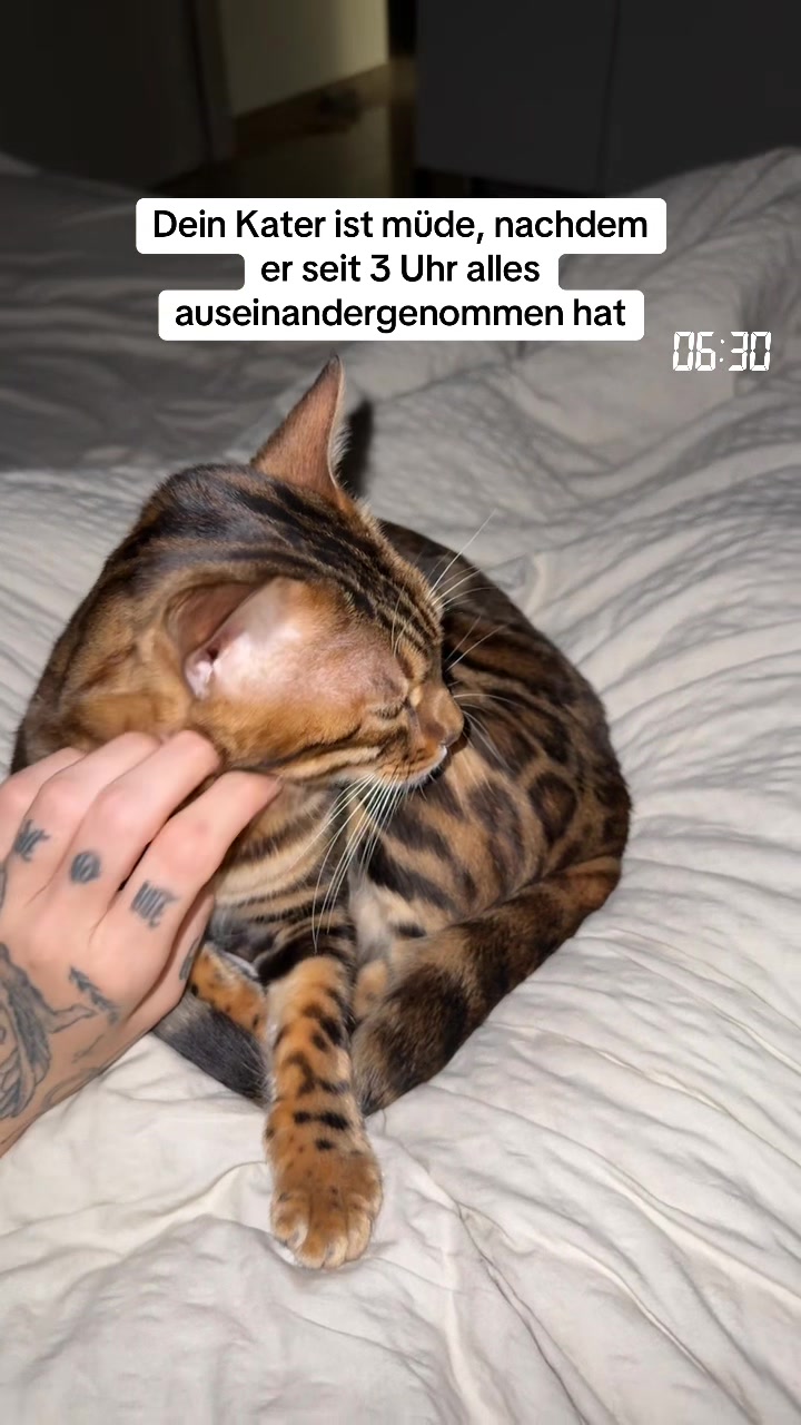 @Cat Mommy 🐆🤎