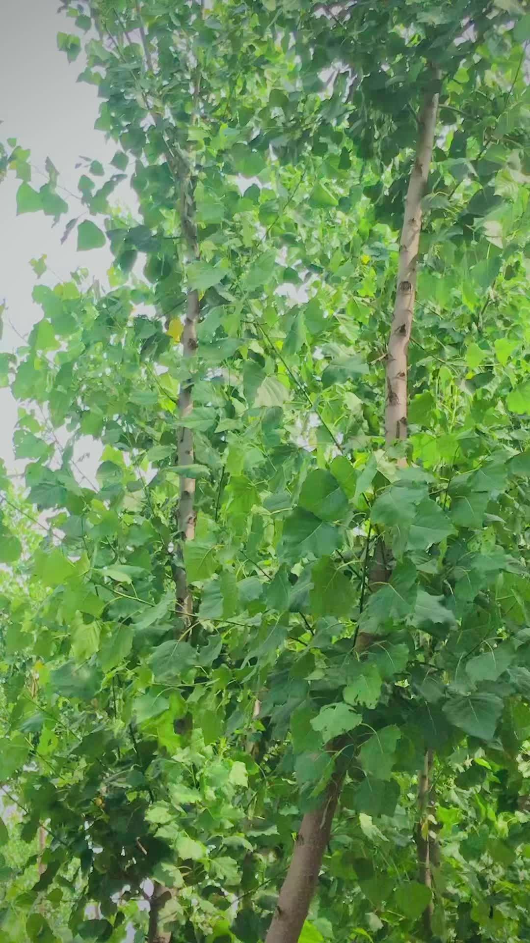 @𝘼𝙕𝘼𝙉  🦅 𝘽𝙖𝙘𝙝𝙖