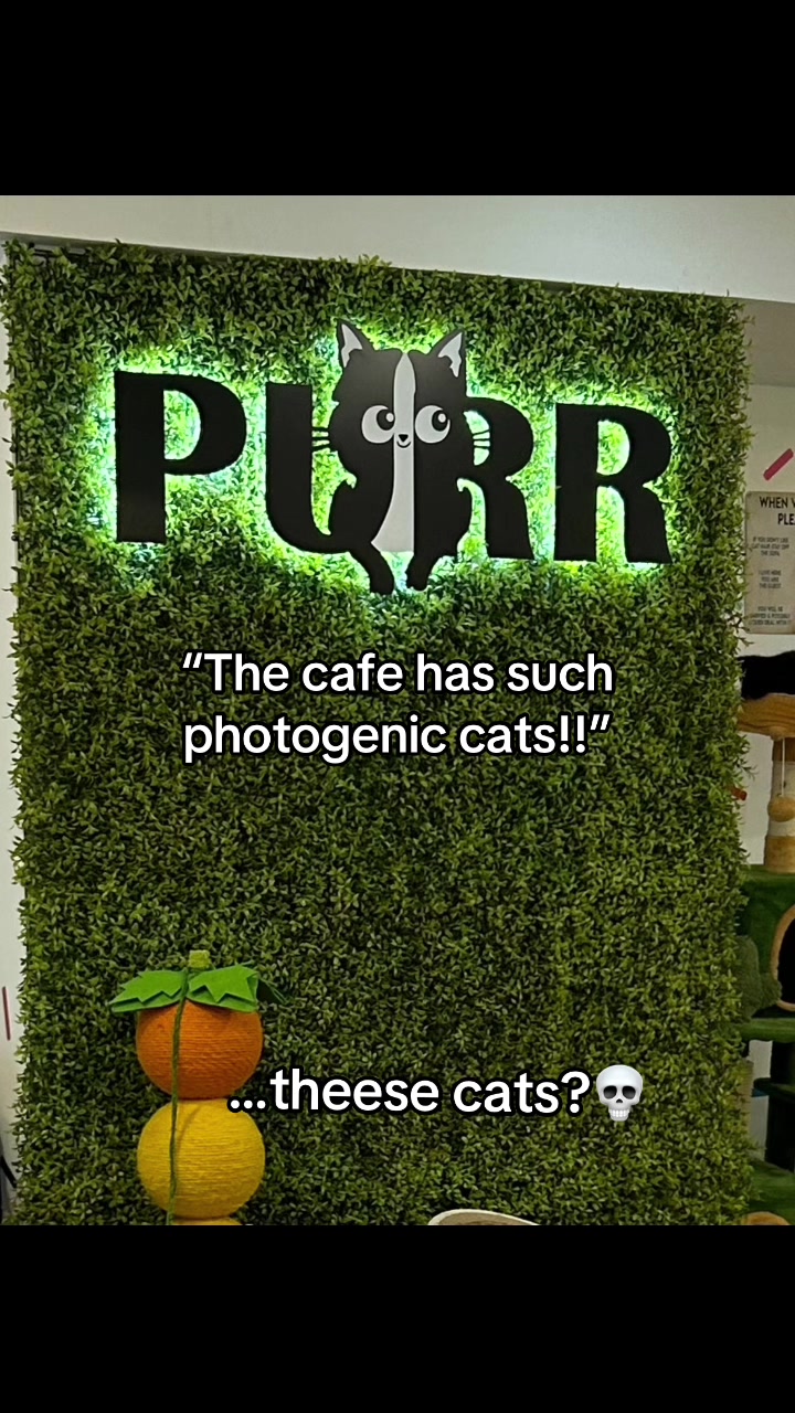 @Purrfect Caf&eacute;