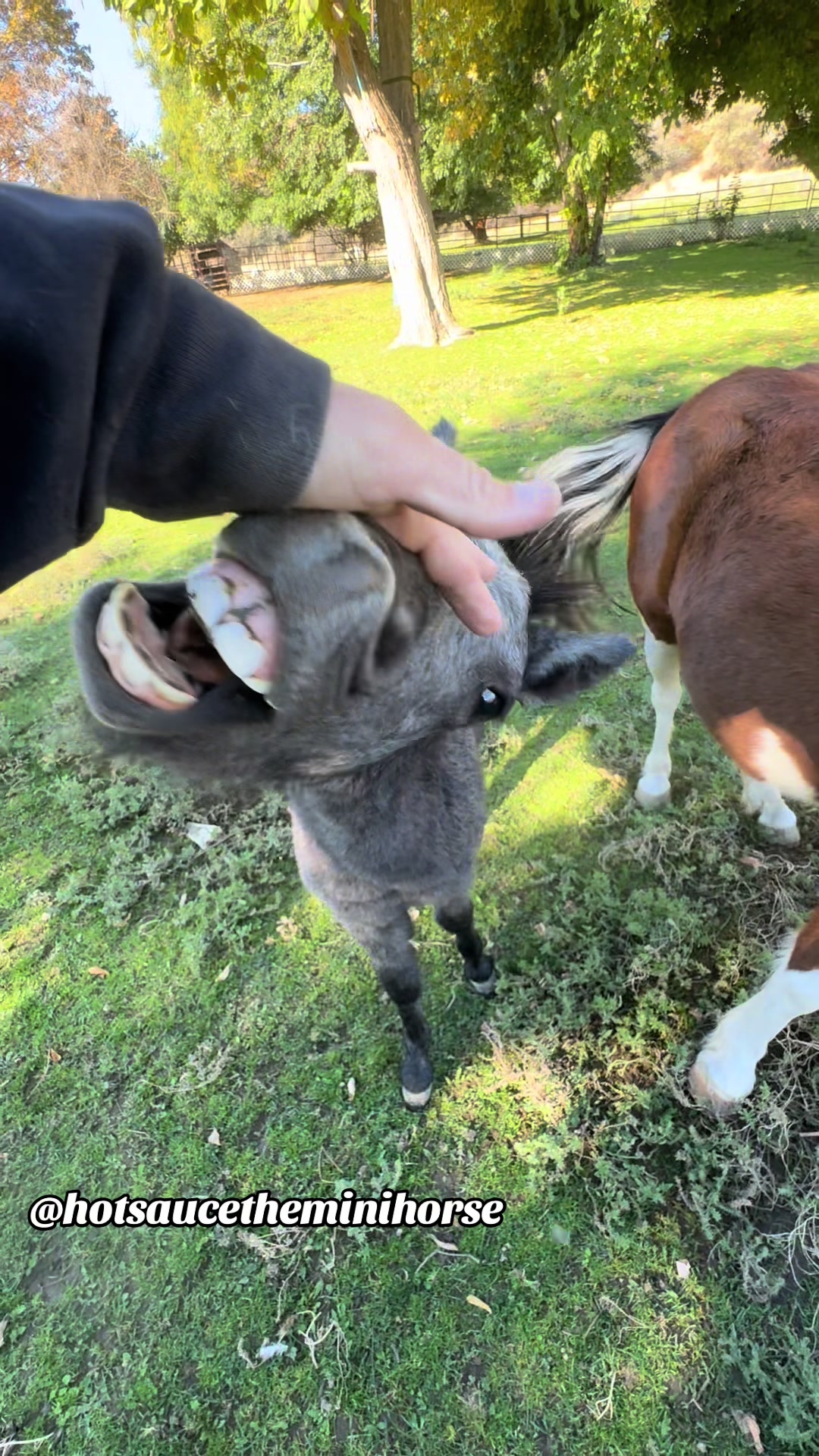 @Hot Sauce the Mini horse 🐎