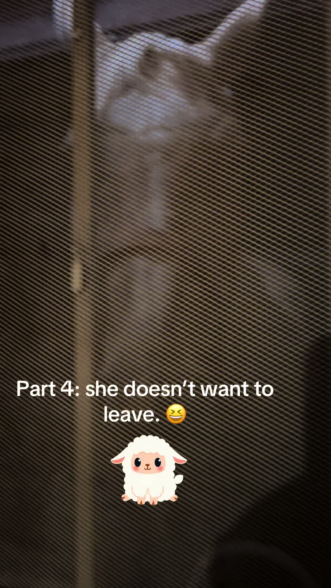 @Mae