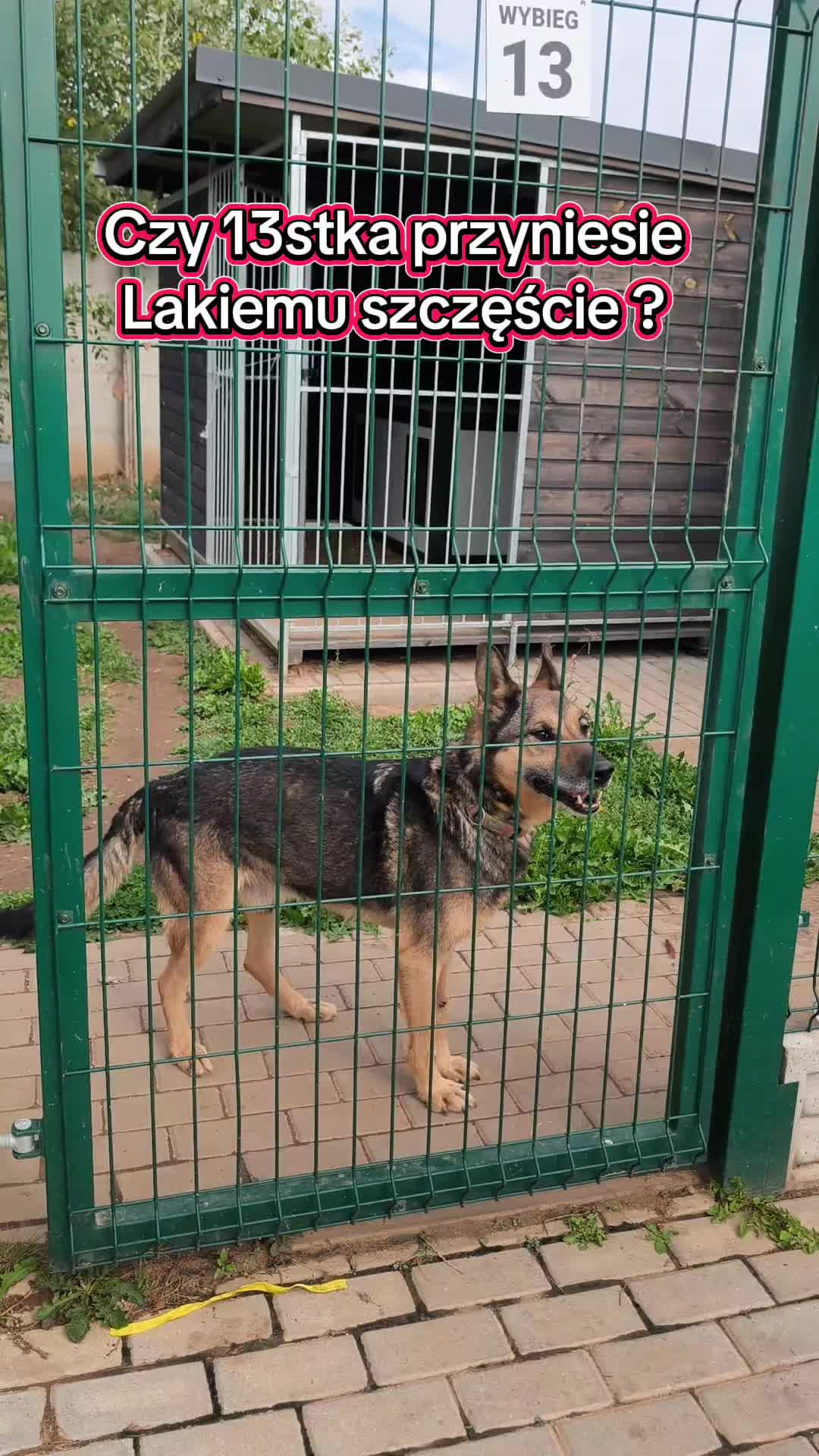 @Bezdomniaki_ze_śląska