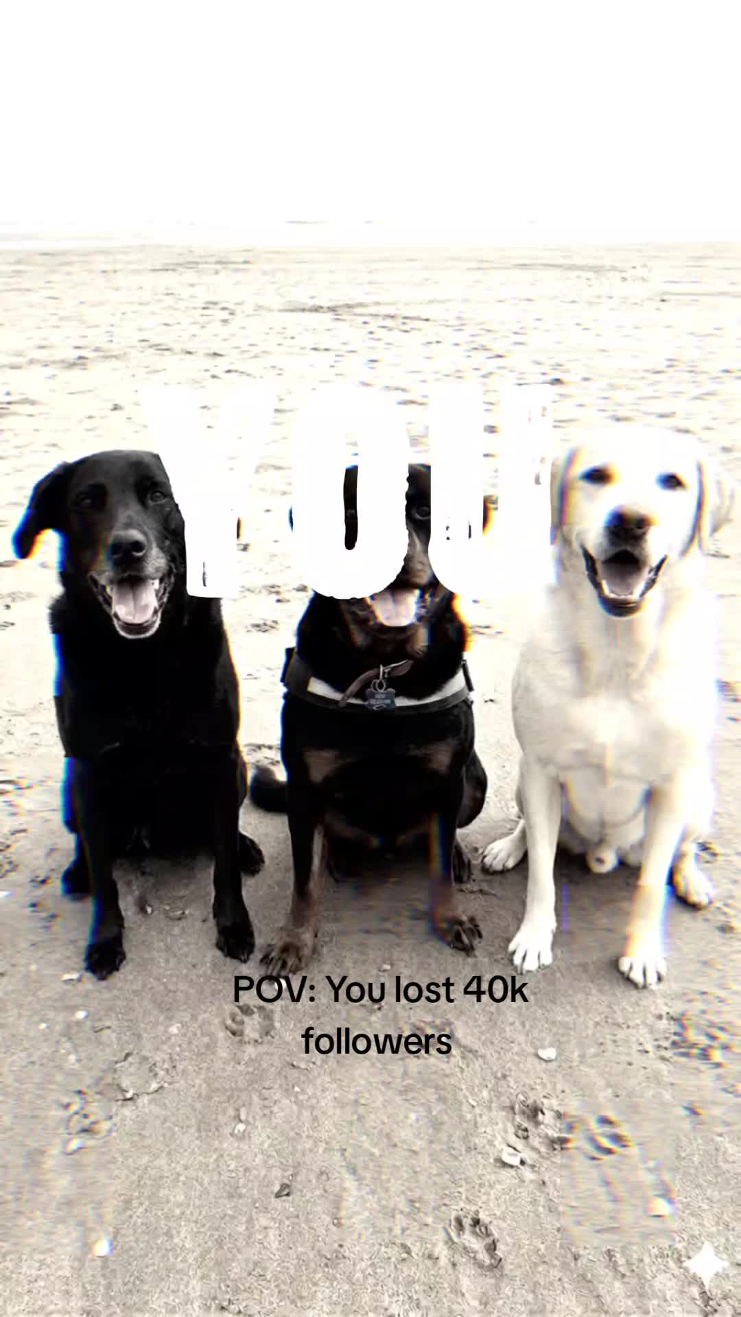 @🐾Tommy🐾Samson🐾Ozzy🐾
