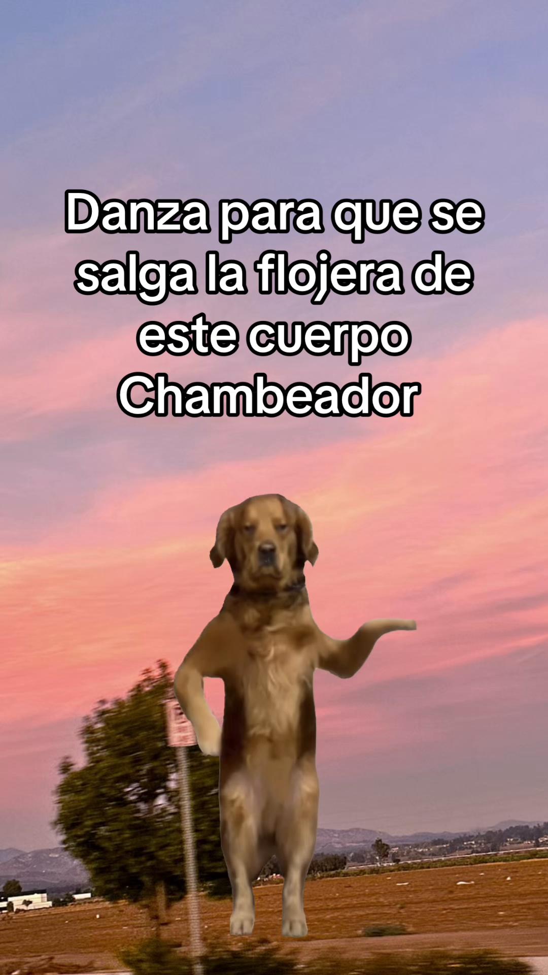 @are_Amaro17