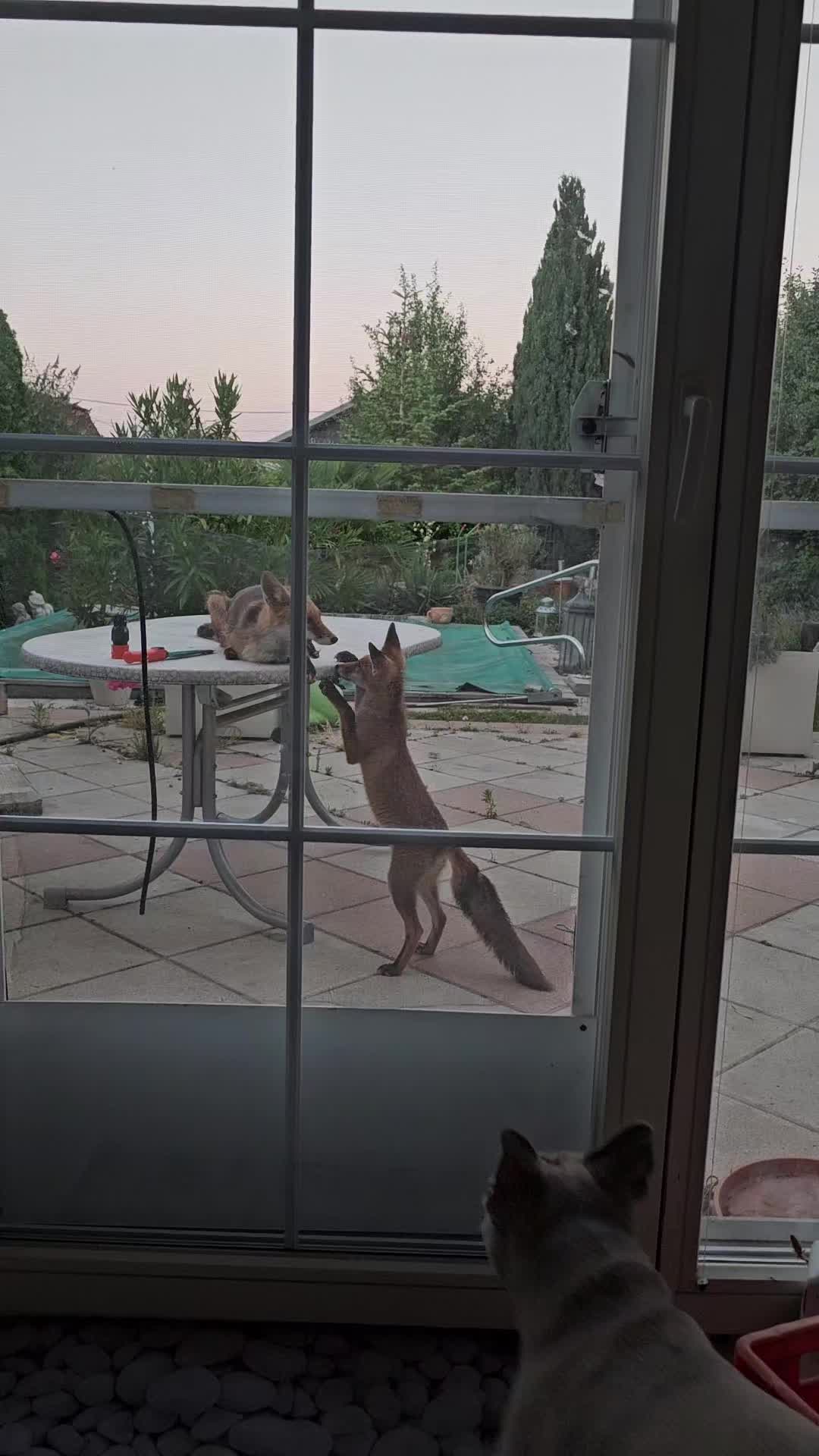 @🦊Welcome to Foxtown🦊