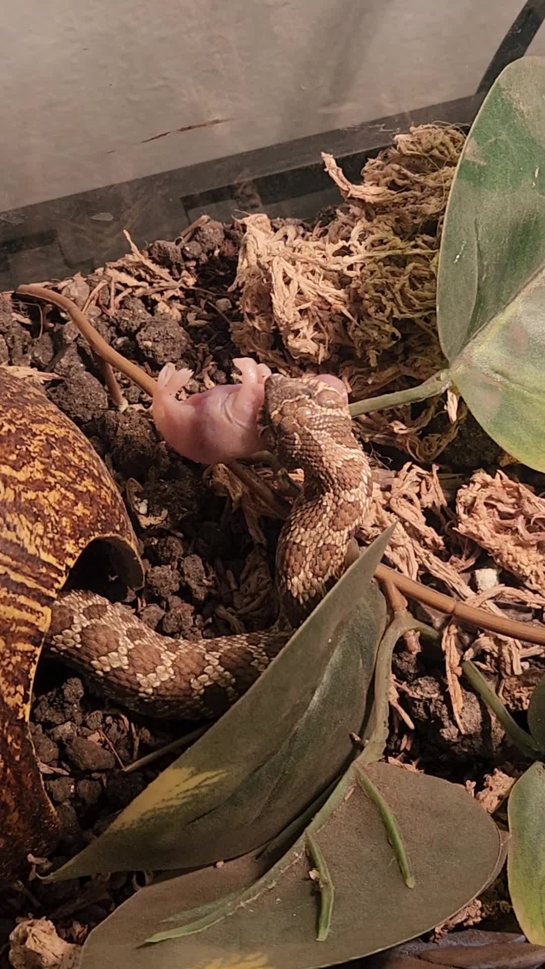 @Ballard’s Reptiles