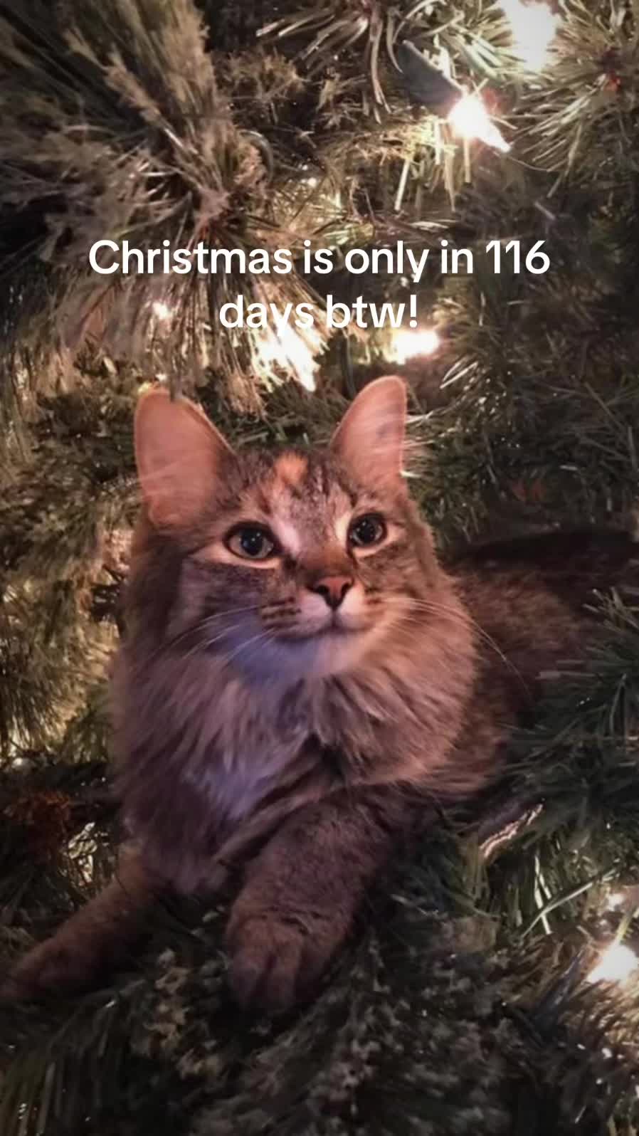@christmas vibes!