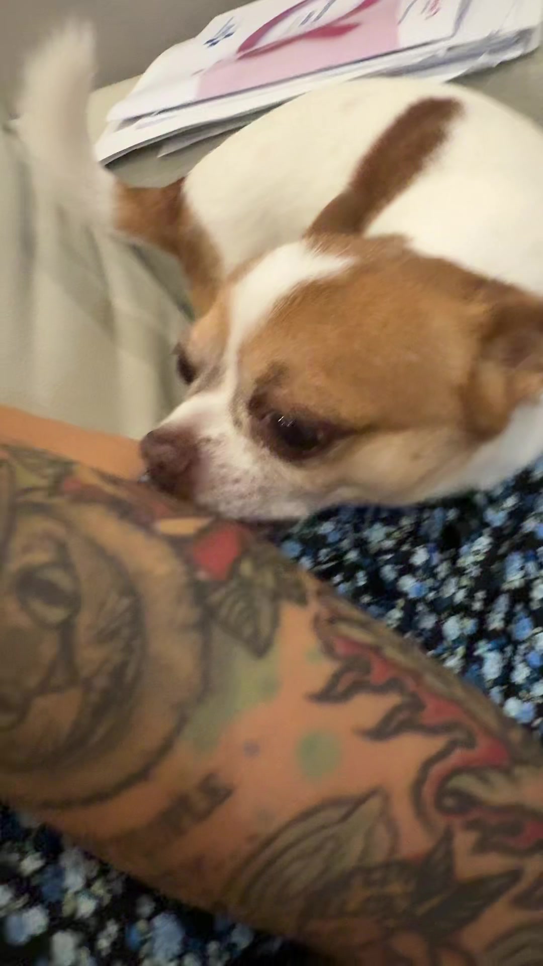 @Ninja_chihuahua