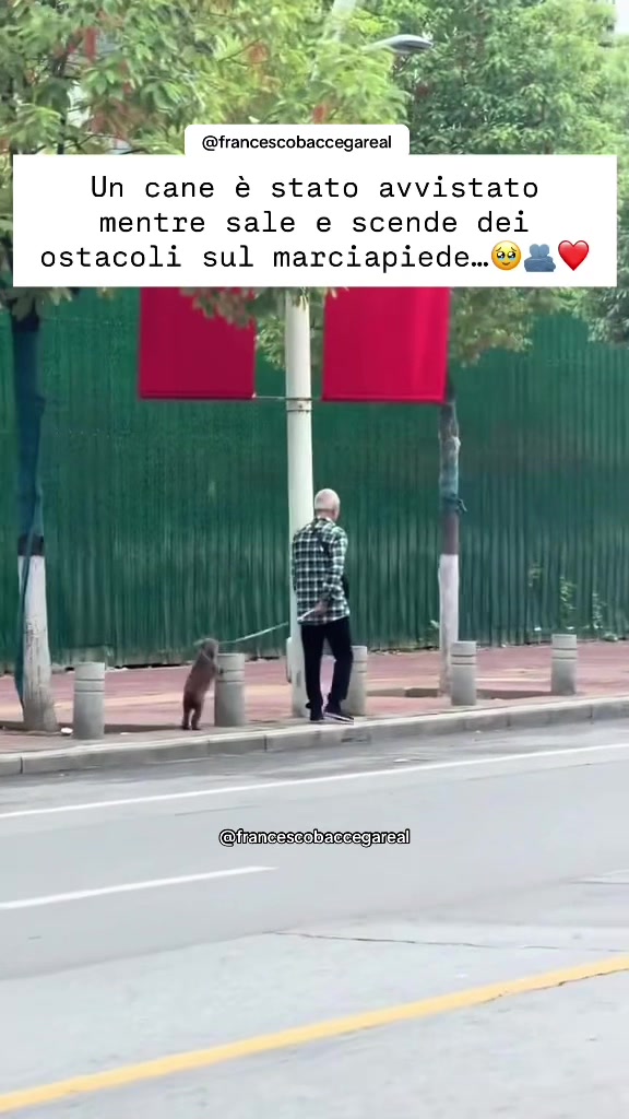 @francescobaccegareal