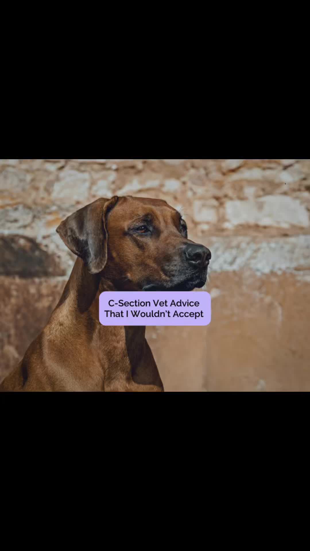 @Tracey | Breeder Mentor