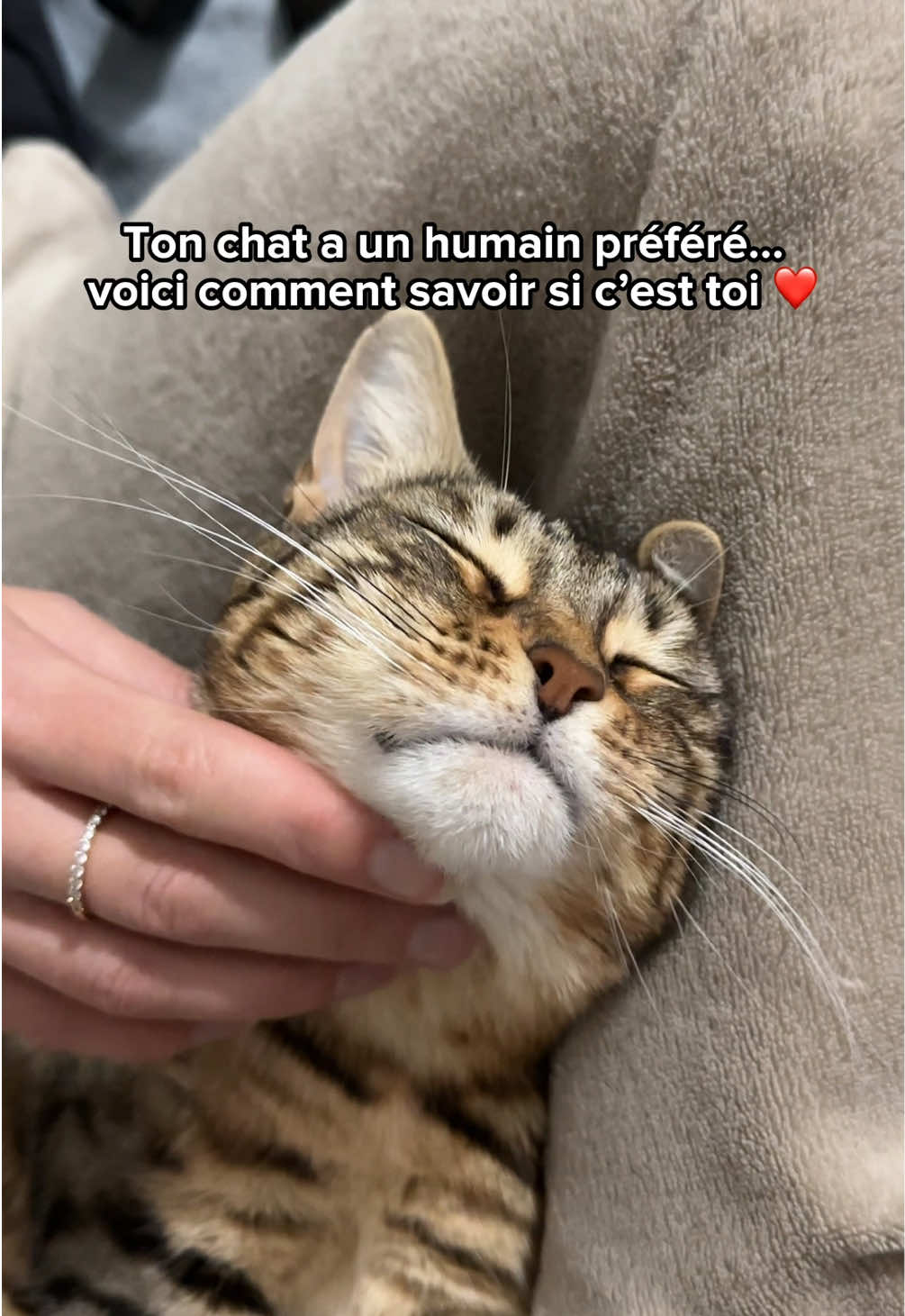 @Ricki the Bengal