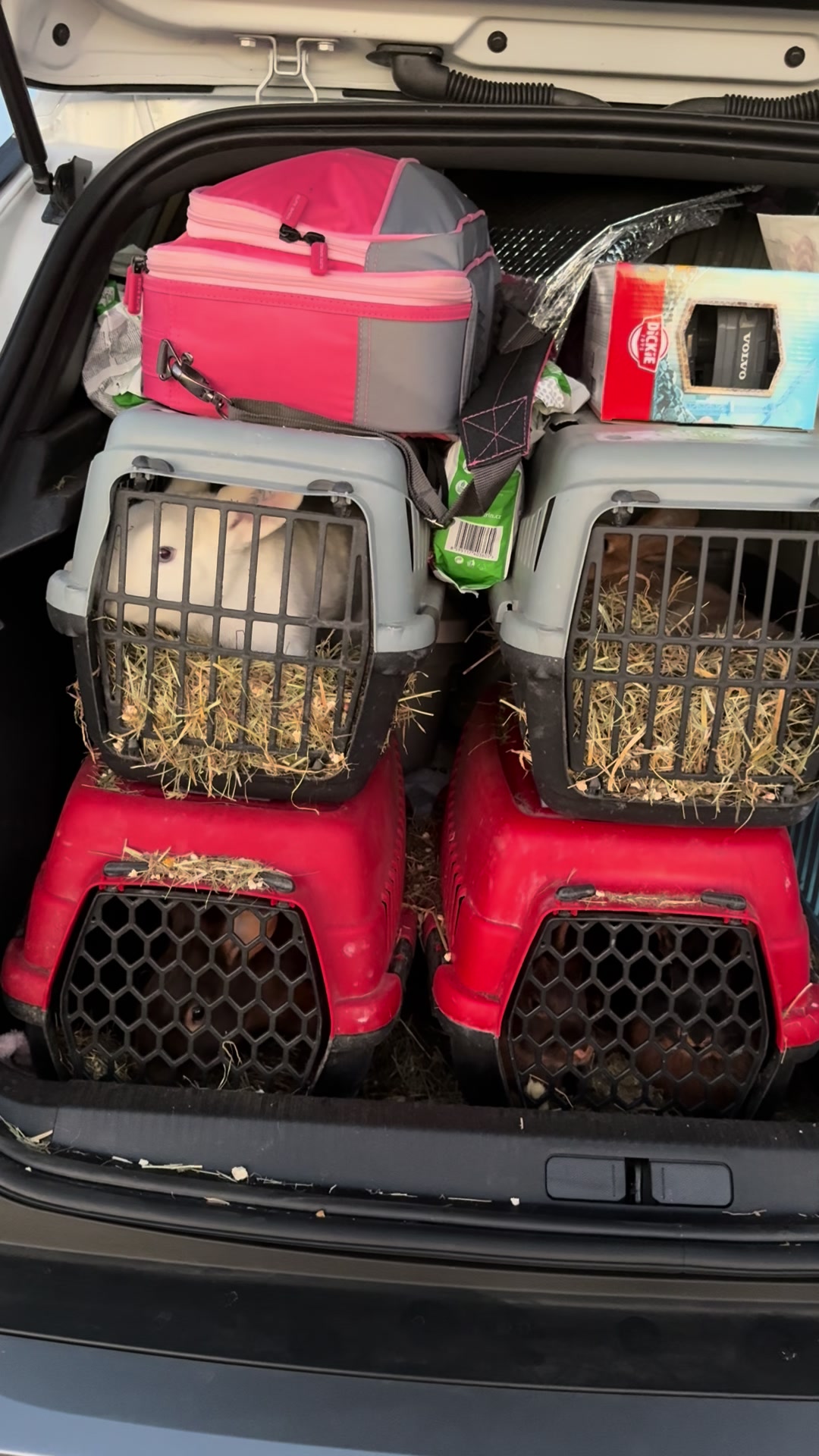 @Cvetirabbitvet