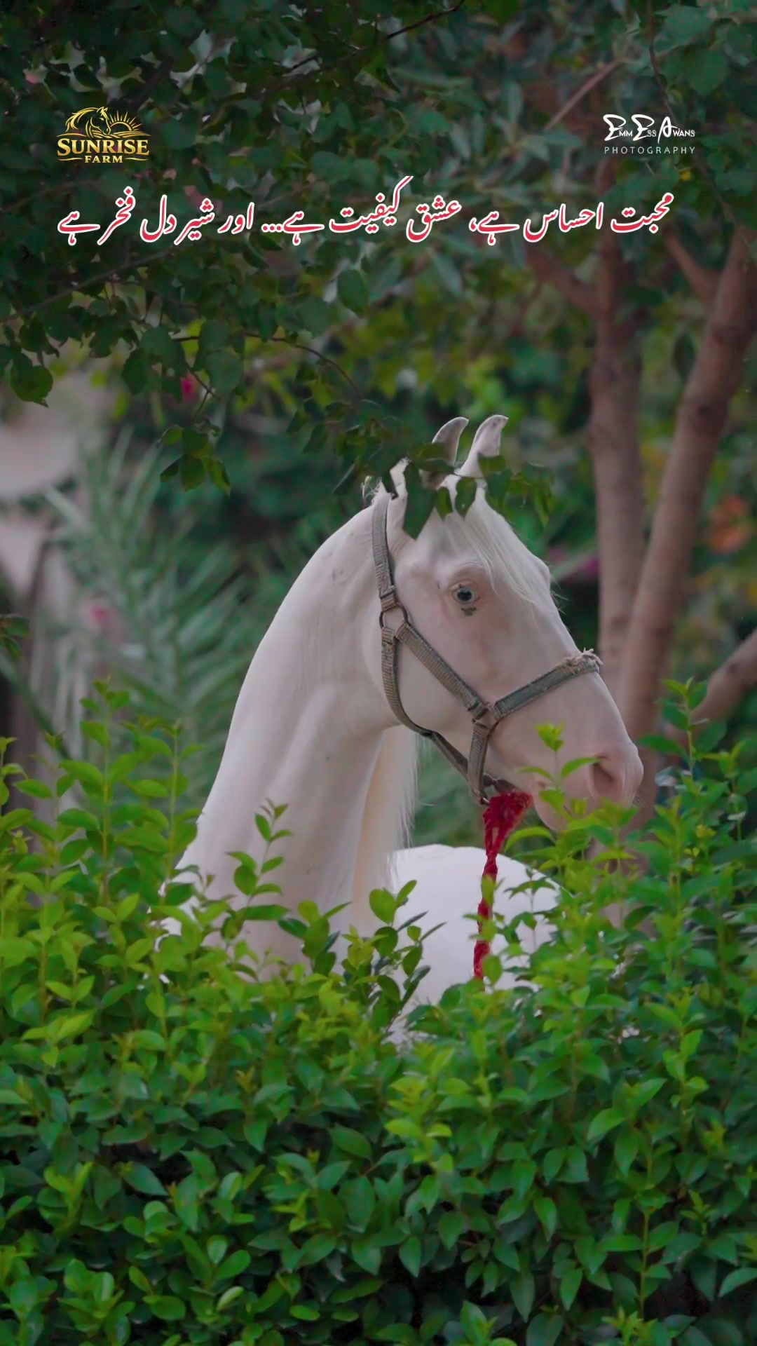 @SUNRISE STUD FARMS RAWALPINDI