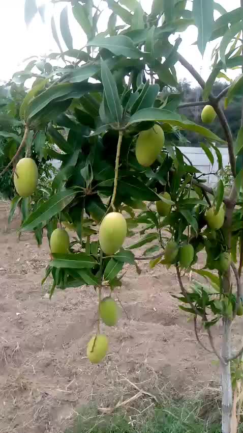 @babar khan