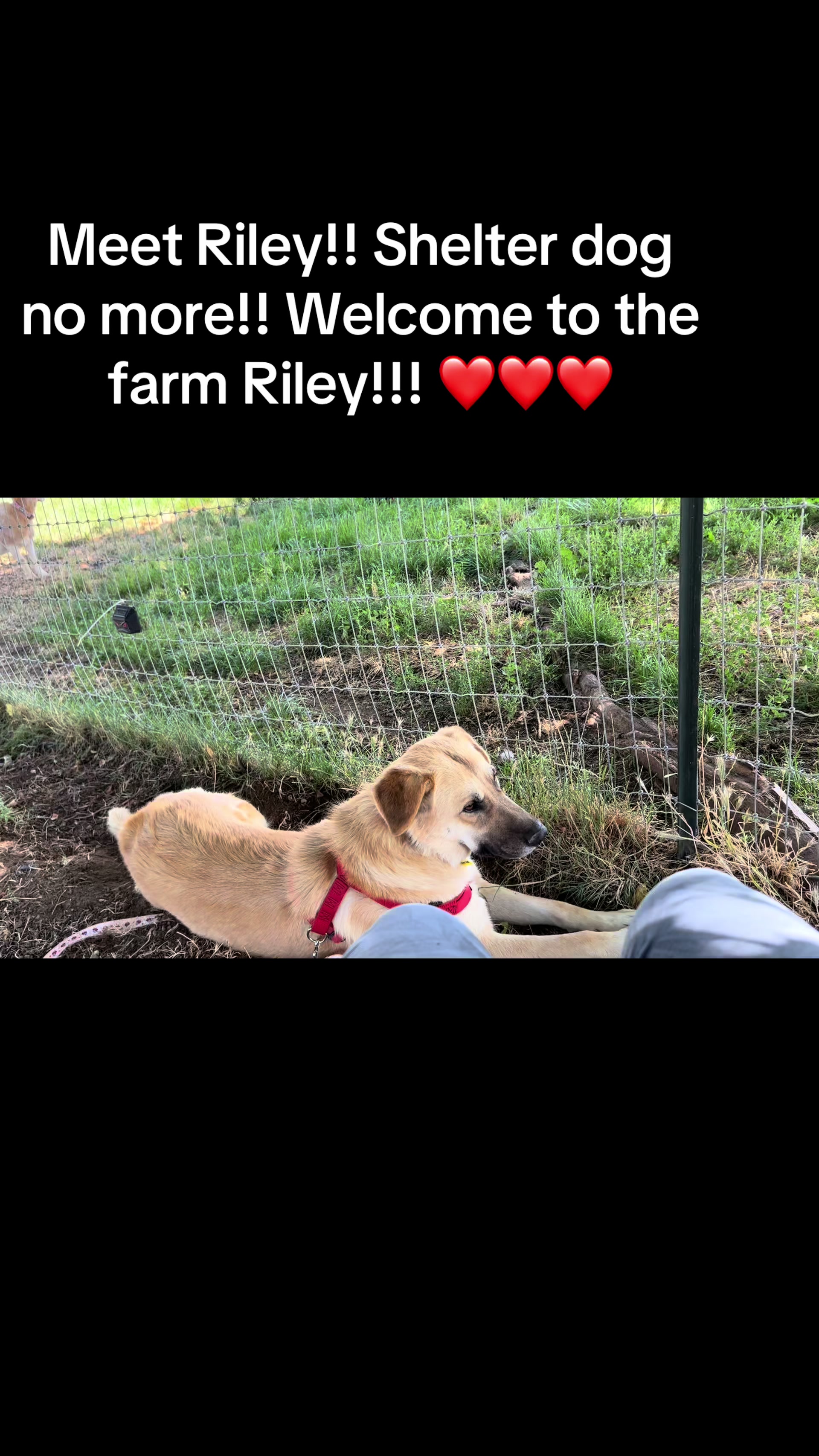 @WollamFarm