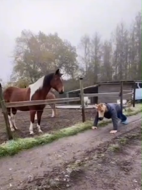 @Horses TikTok