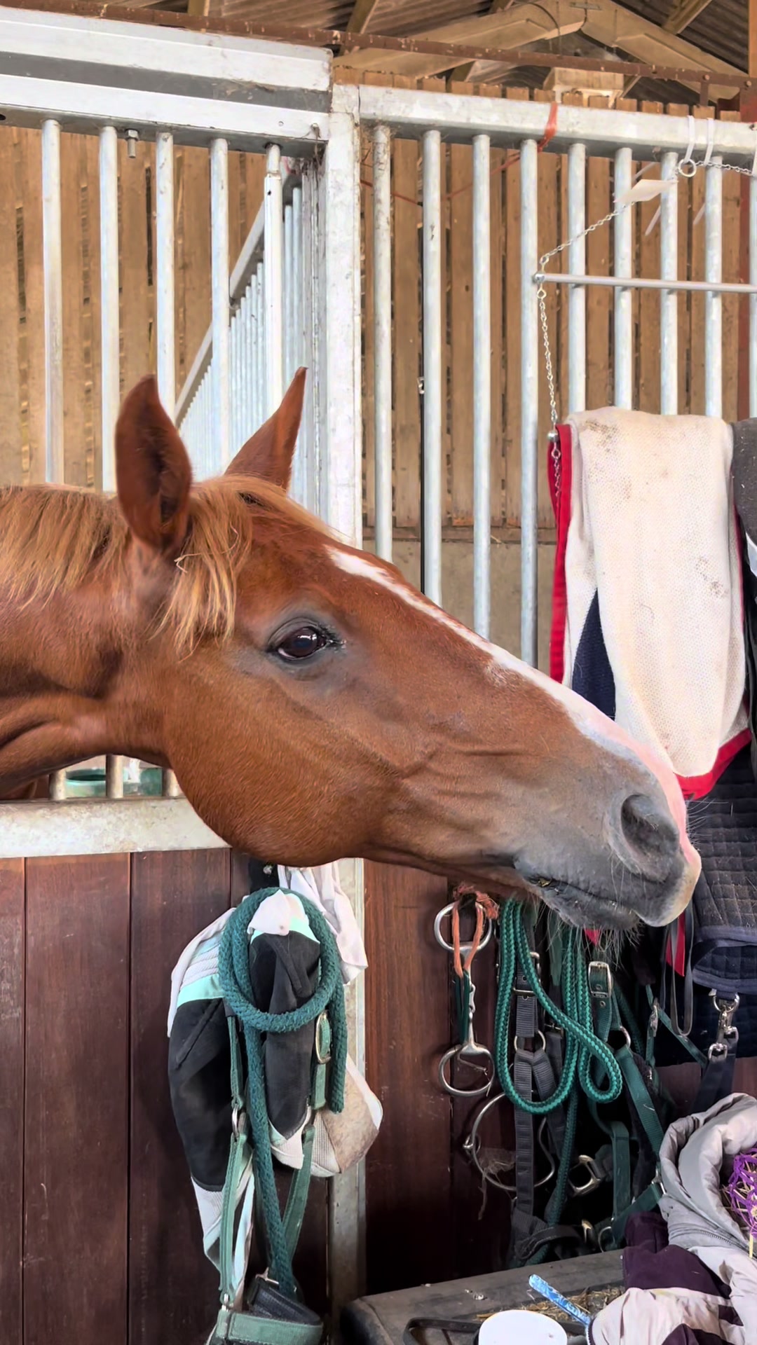@cedequestrian