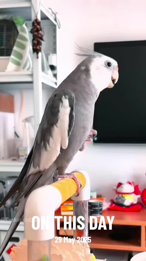 @Cockatiels Craze