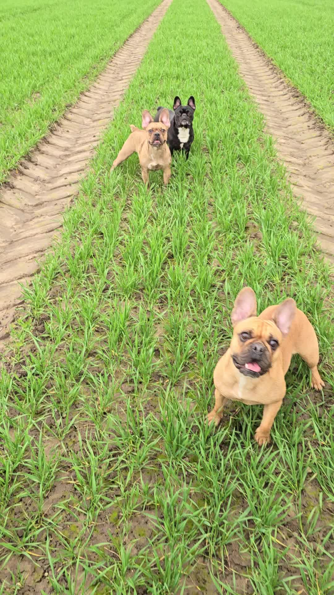 @🐾Bullytrulla🐶