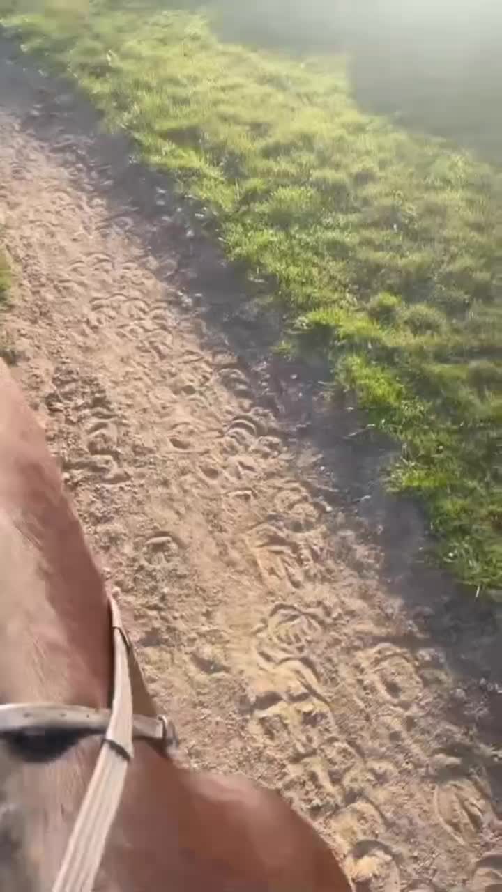 @🌲Ga&aacute;l Vanda🌲