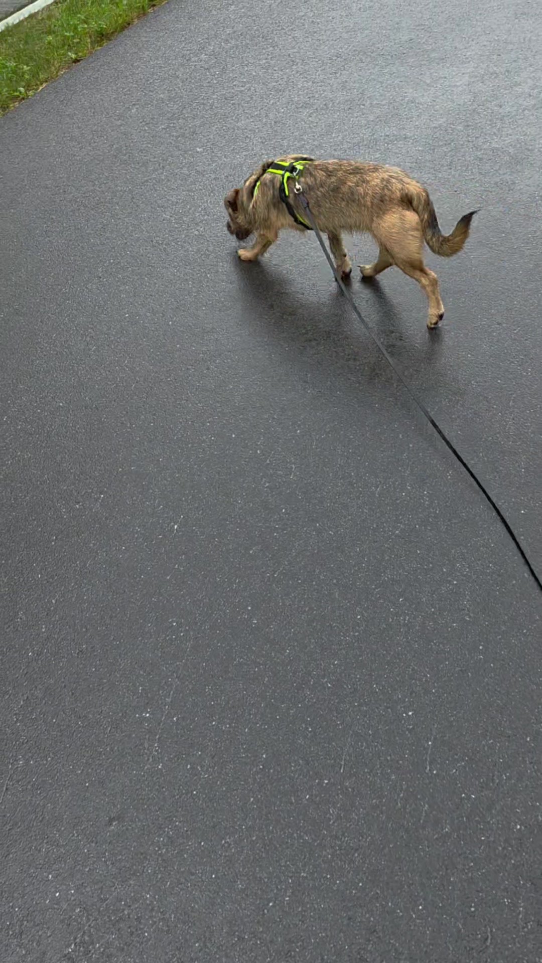 @🇨🇭🇨🇭Gr&uuml;nerKobold🇨🇭🇨🇭