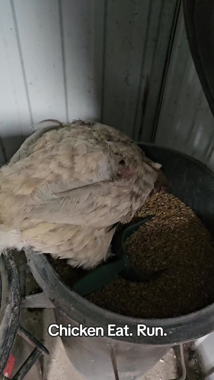 @der hühnermeister 🐓