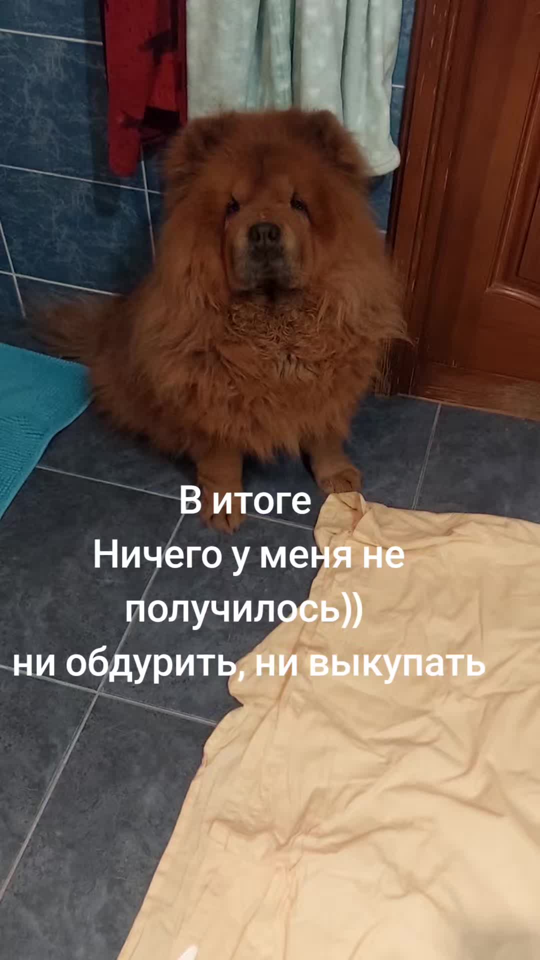 @Чау чау Тимоша❤️
