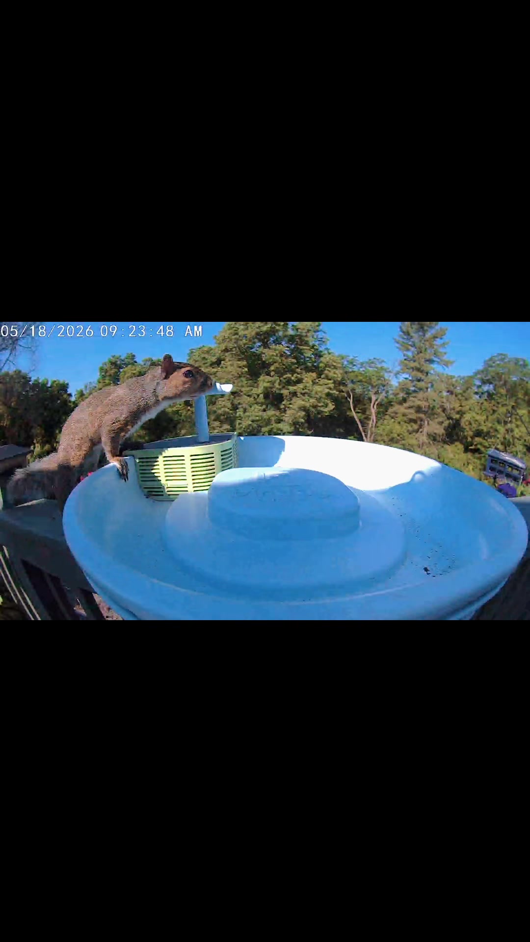 @Backyardbirdz