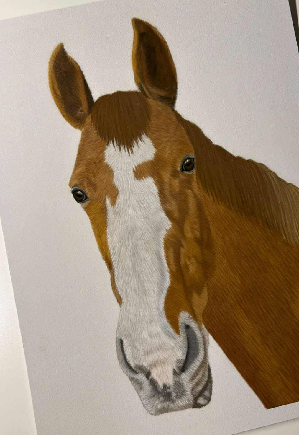 @Pet portraits