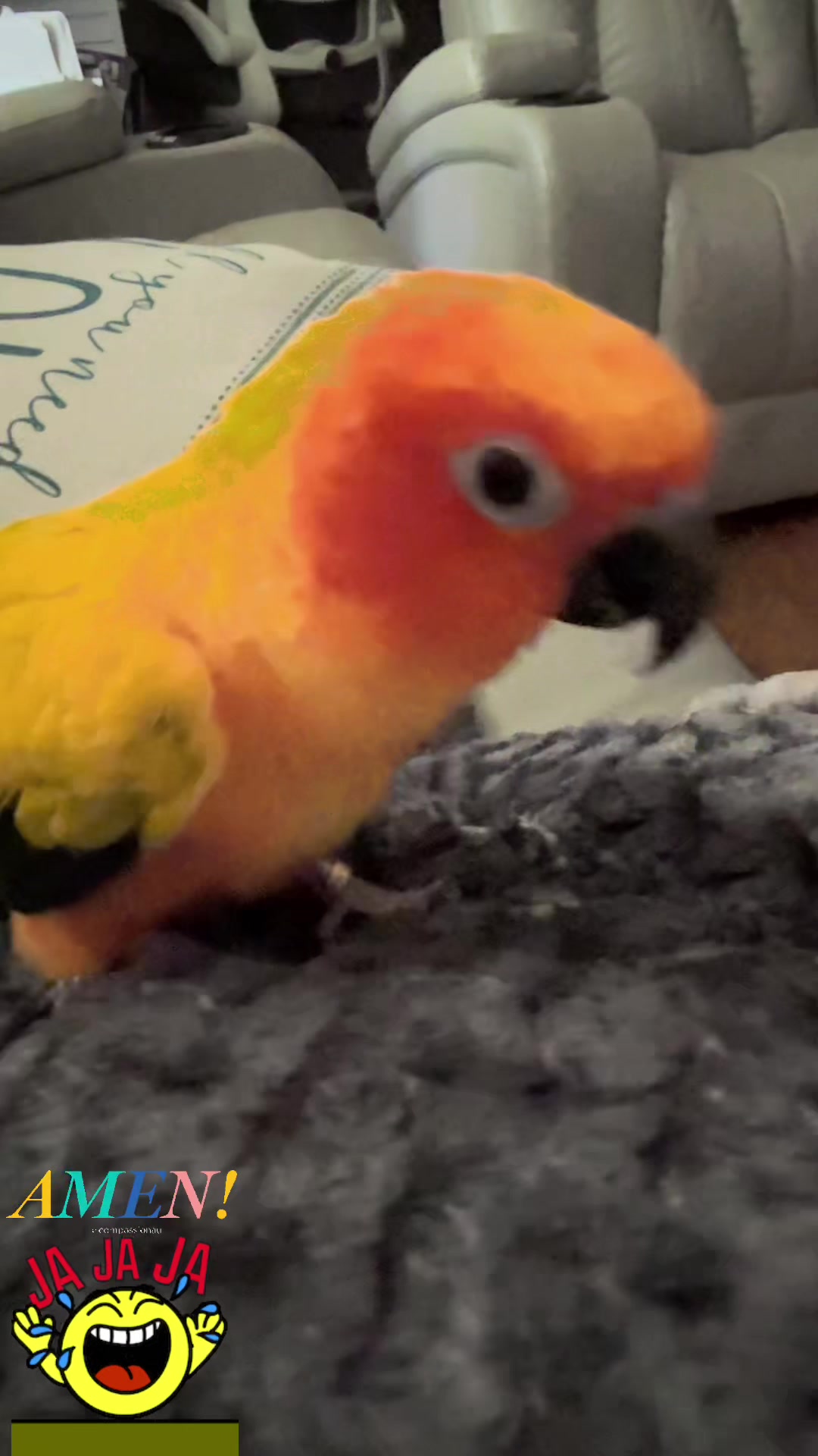 @Mango 🦜La cotorra solar
