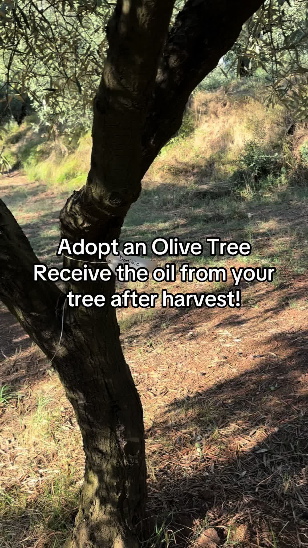 @TRE Olive