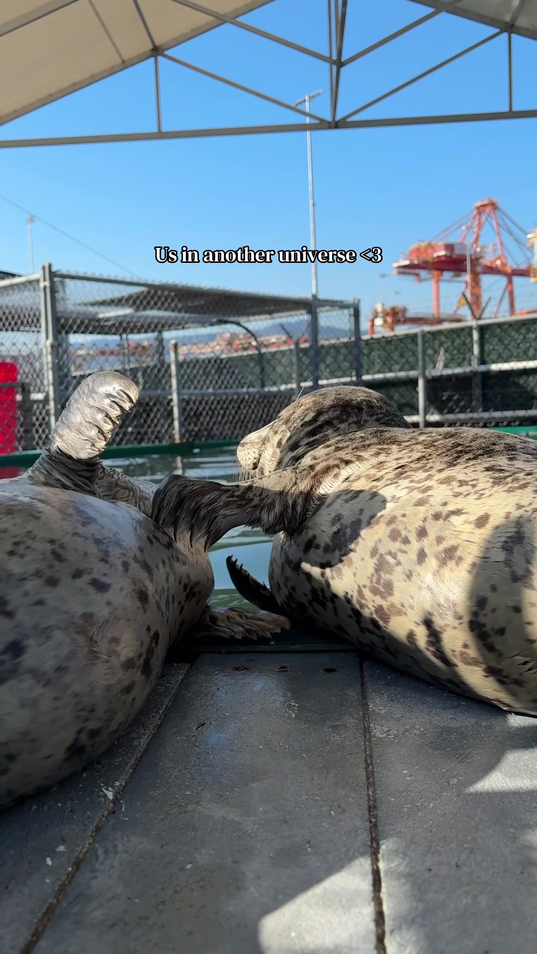 @Marine Mammal Rescue Society