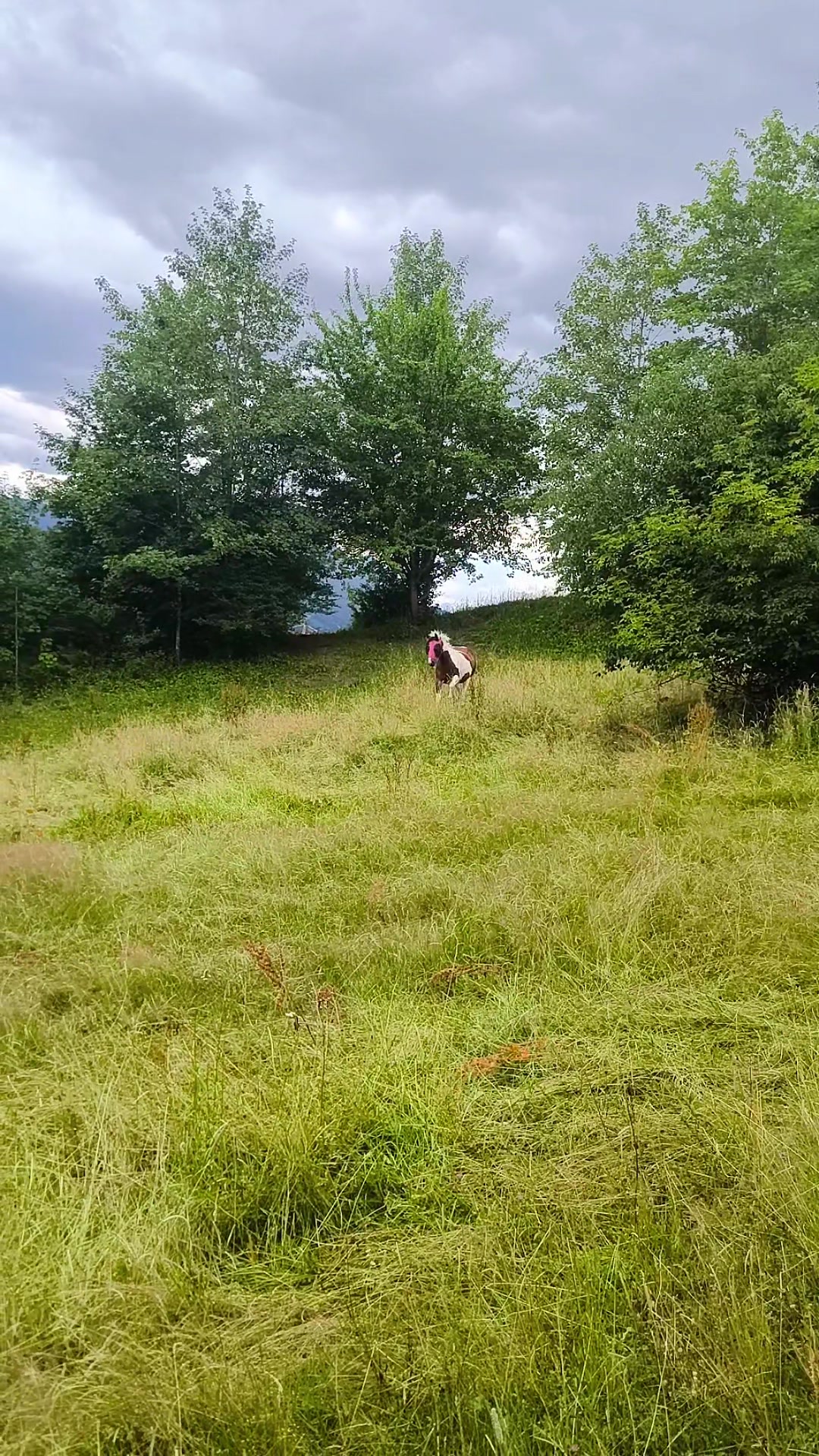 @wetterhexe