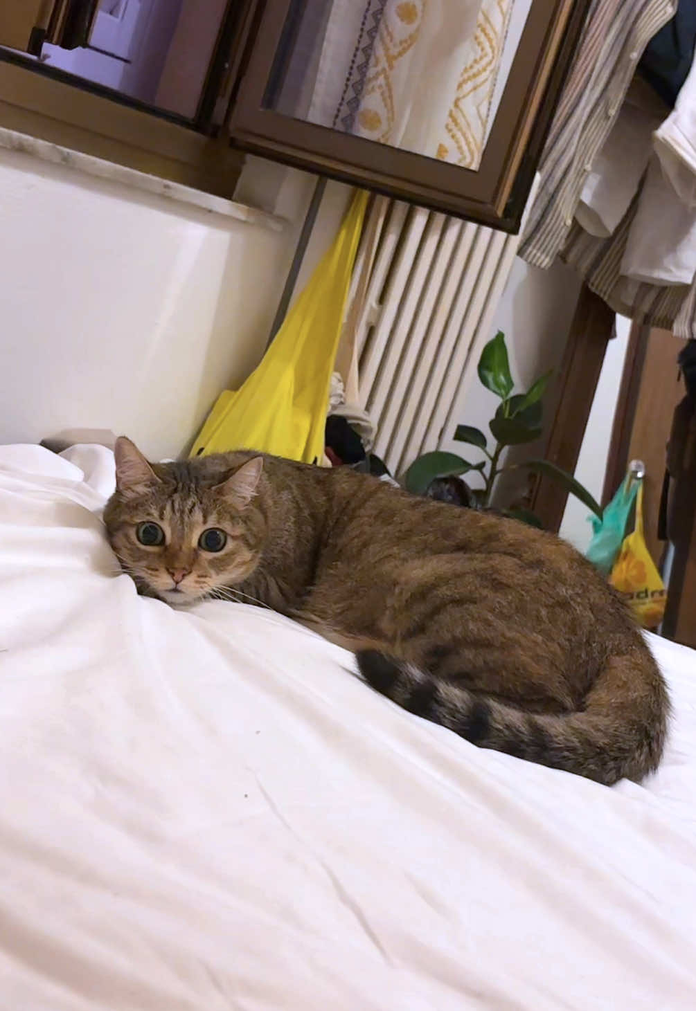 @Life with Kokoro the cat