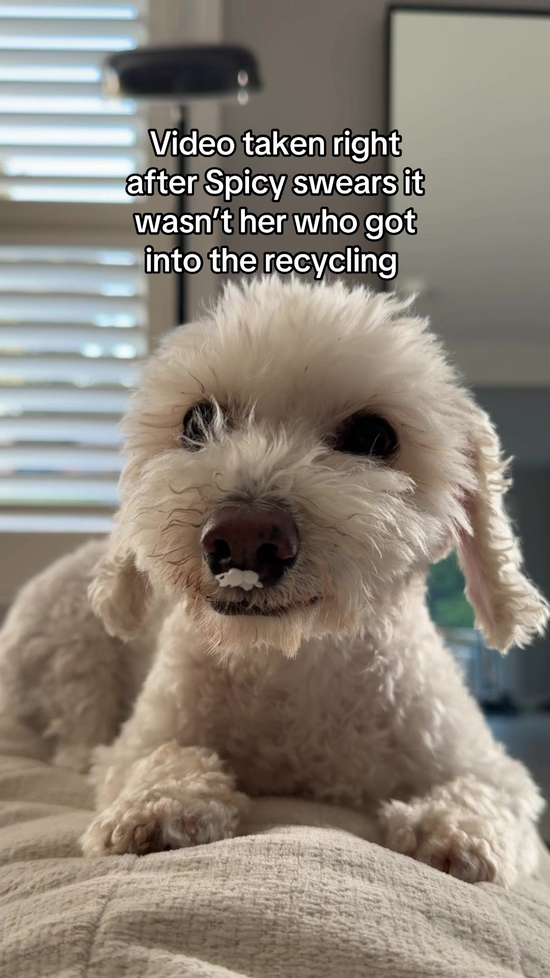 @Spicy The Dog
