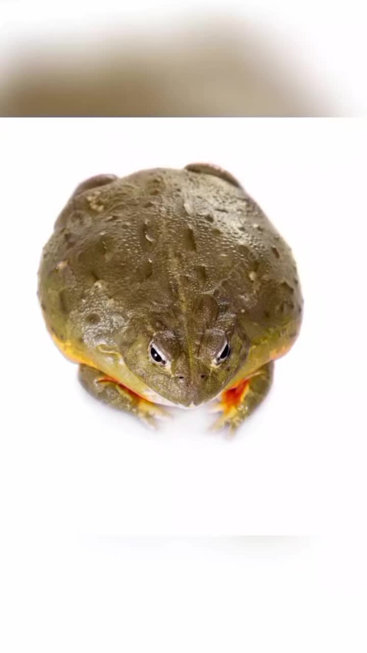@tardigradi