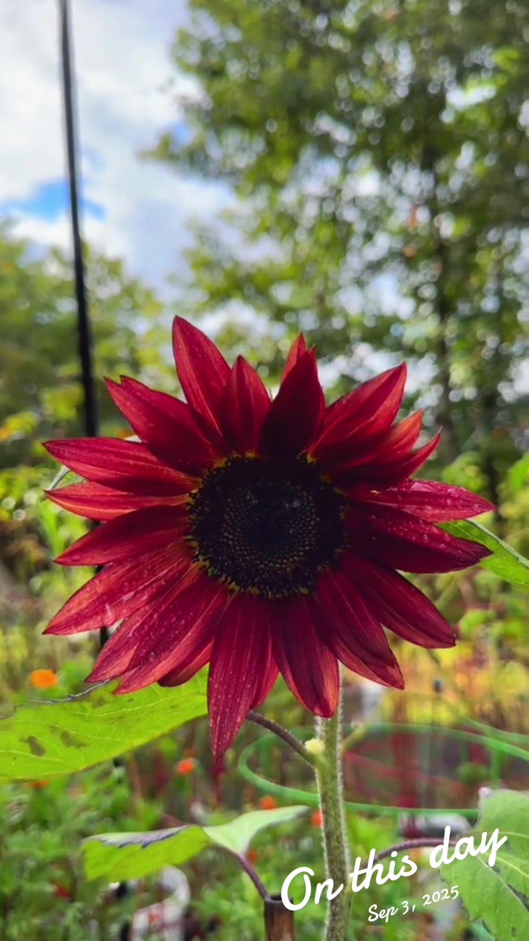 @My Everchanging Garden