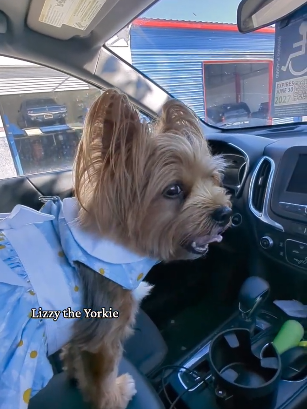 @Lizzytheyorkie